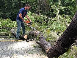 How Our Tree Care Process Works  in  Hogansville, GA