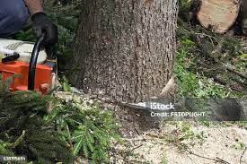 Reliable Hogansville, GA Tree Care Solutions