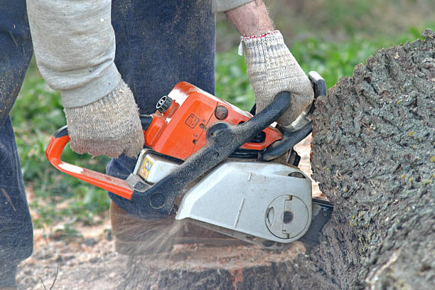 Lawn Renovation and Restoration in Hogansville, GA
